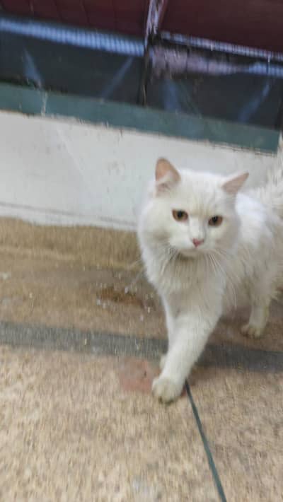 simi punch face male cat