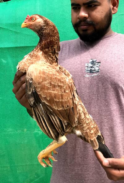 High Quality old bloodline arangtina breed ke maadi