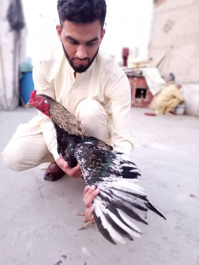 Aseel Thai meanya wali cross may hay