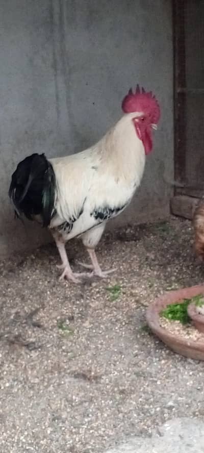 Shandaar Murga aur Anda Dene Wali Murgi - Ghar ka Palla Hua Jora