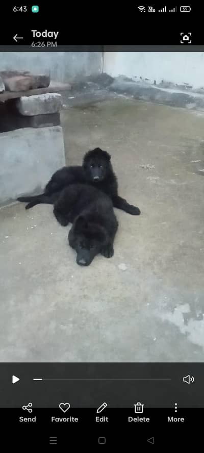 only female for sale