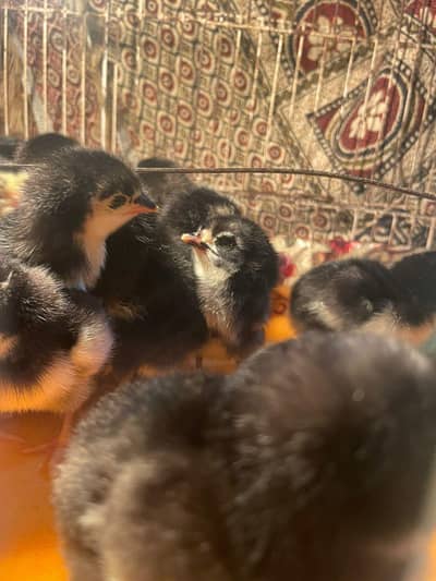 Astralop chicks for sale