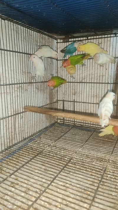 Beautiful birds for sale. kindly read description