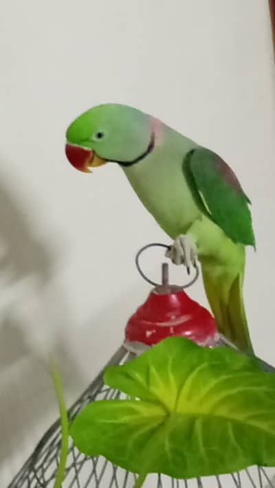 Talking phari parrot available