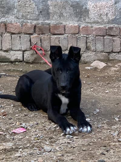 Whatsapp number 03348119818