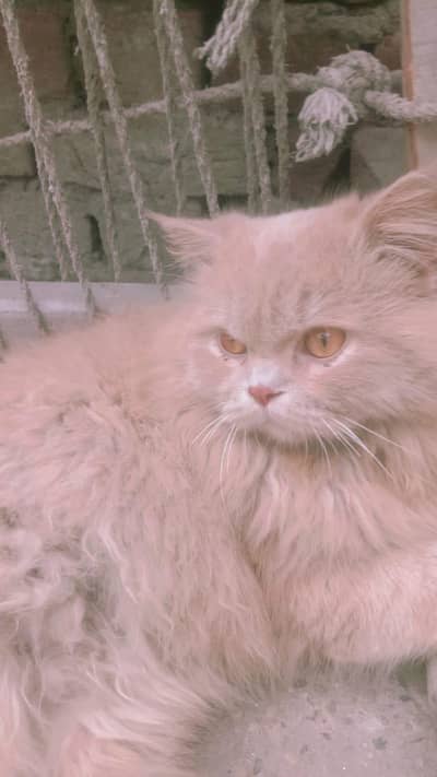 light brown hair cat