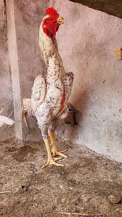 Shamo Aseel and heera