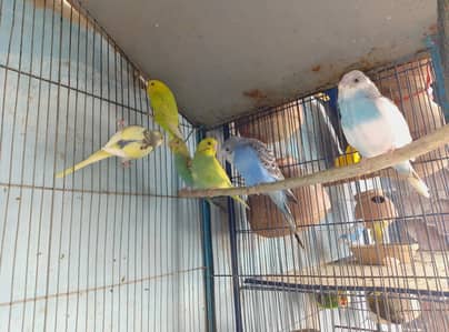 budgies parrots