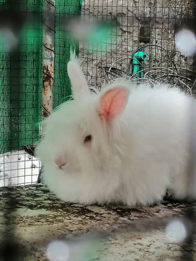Angora Rabbit
