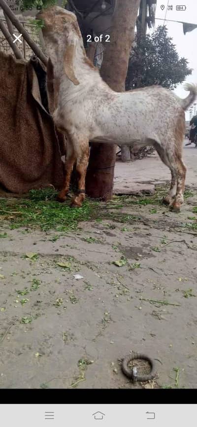 pure makechena breder 2.5 year age