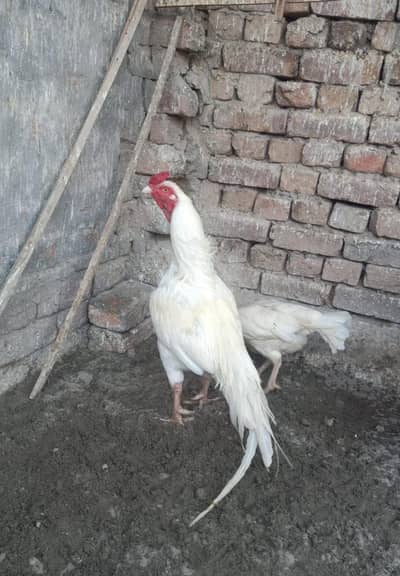 ASEEL HIGH QUALITY HEERA FOR SALE