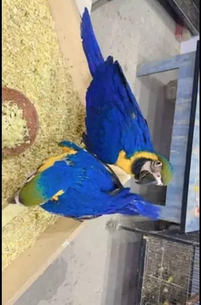 blue macaw parrot for sale=0321=2998=267