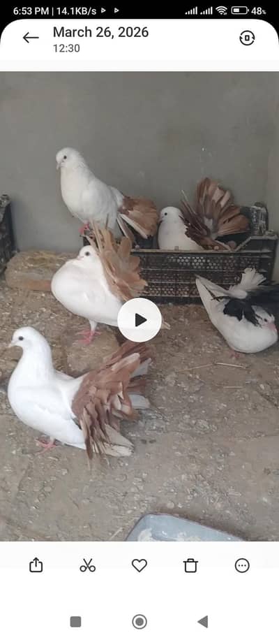 red tail breeder pair