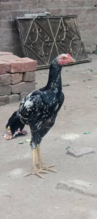 Aseel Murgha,Aseel chicks