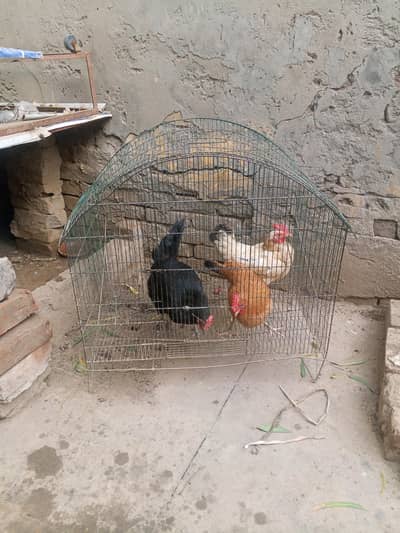 twodessi one australorp murgi(All Eggs lying)include with Cage(Pinjra)
