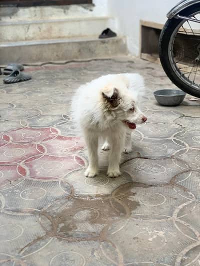 Russian dog for sale