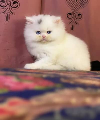 Persian female kitten for sale delivery available all Pakistan
