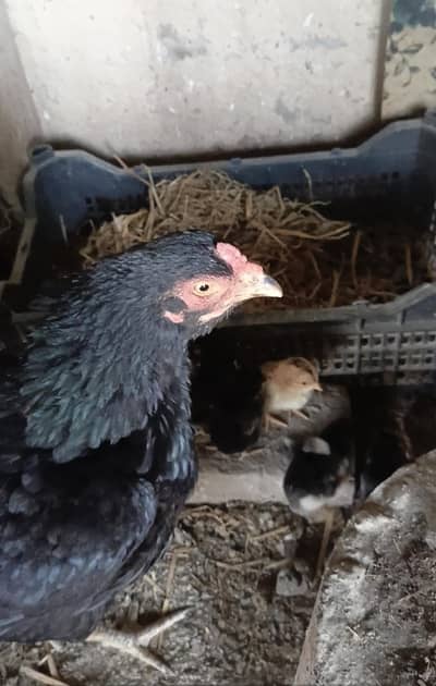 muski aseel chicks and begum aseel chick & 3 aseel male  for sale