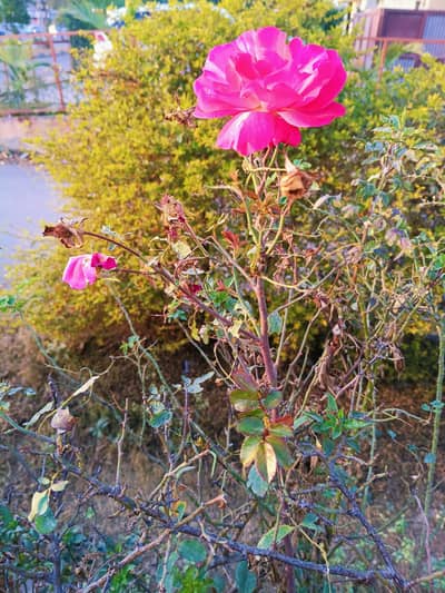 ghar k kam k liye larki maid ki zarurat hai