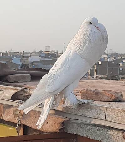 gobara pomerian + aseel morga lasani