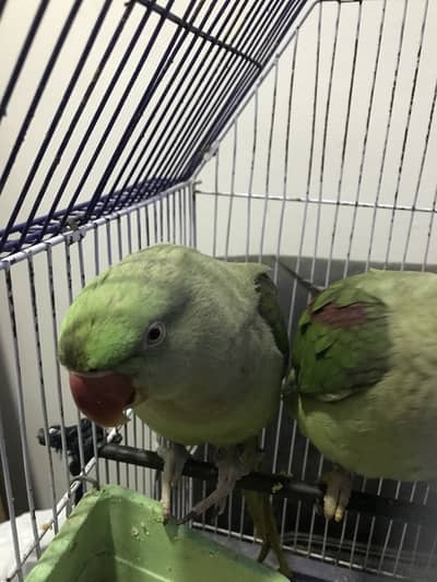 Raw pair hand tamed toking pair big size and in pure color s