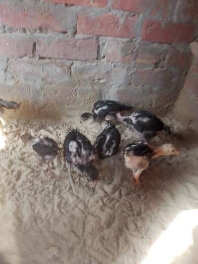mashallha pure thai chicks urgent for sale wts 03088208731