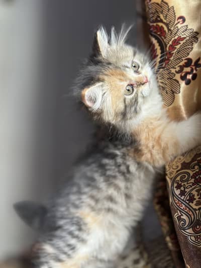 Pure Persian kittens