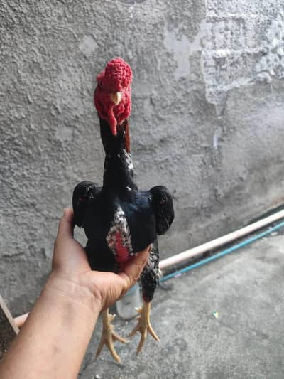 ko Shamu top quality mail fully healthy and active