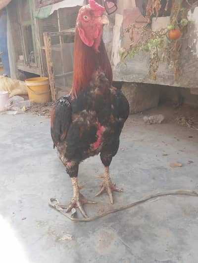 pure top quality aseel murga