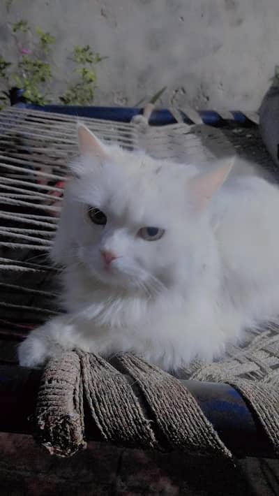 Persian Male cat triple coated