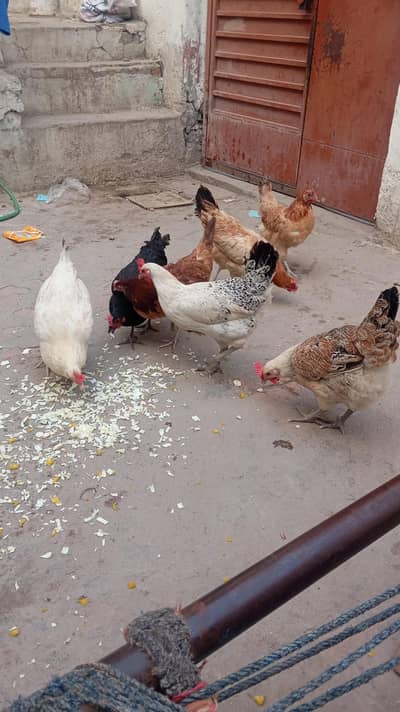 Egg laying hens for sale urgent  1500/piece