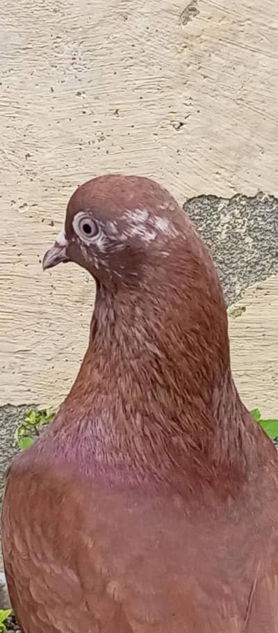 brown surkha male 03125000521 Whatsapp