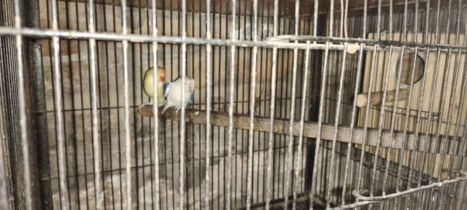 love birds par  blue 5 crimino 1 par blue palefawo 2 totel 9