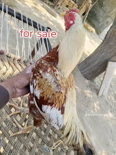 Aseel Murga 0301-713339