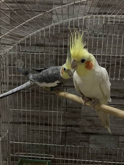 2 whistling Friendly Cocktail Males For Sale