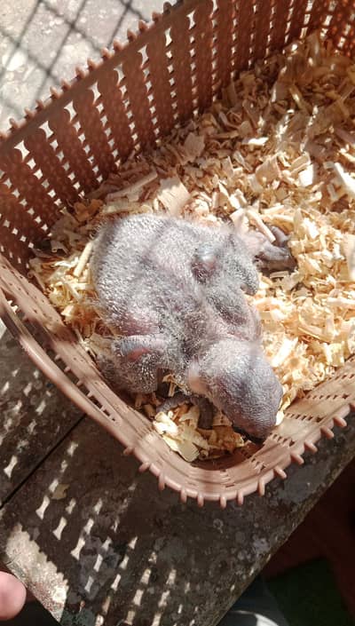 Grey Parrot Jumbo Size Chicks