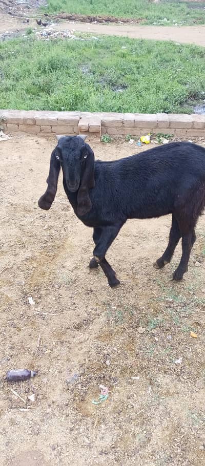 Goat Bakra