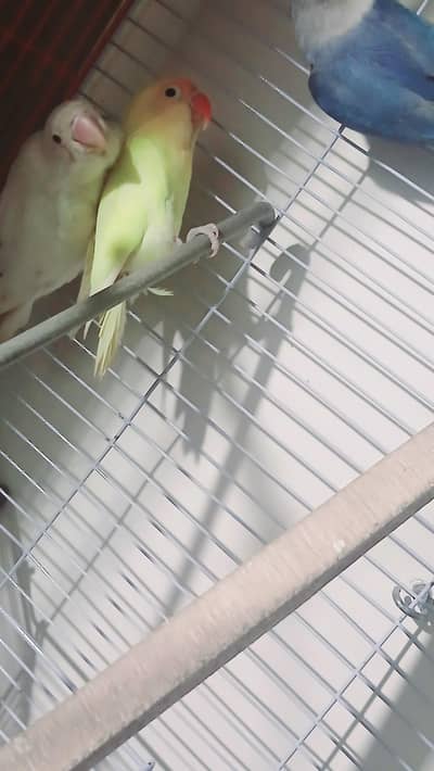 lovebirds breeder pair