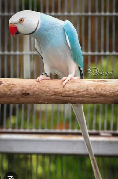 mashllah blue CT ring nick chicks available for sale