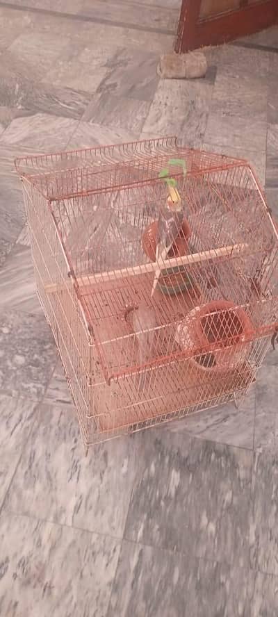 Cockatiel with Cage – Healthy & Friendly 