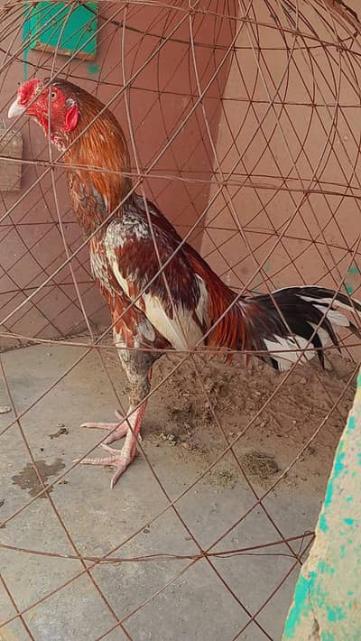 Aseel Murga for sale