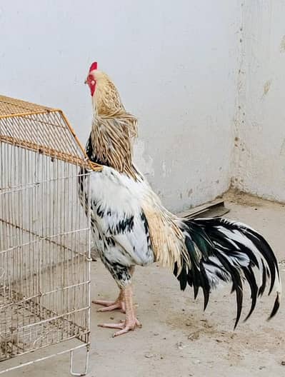 Pure Aseel Top Quality