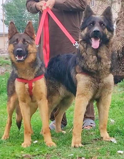 pure alsheshion bhagyary pior  12 month full dequrty train for sale