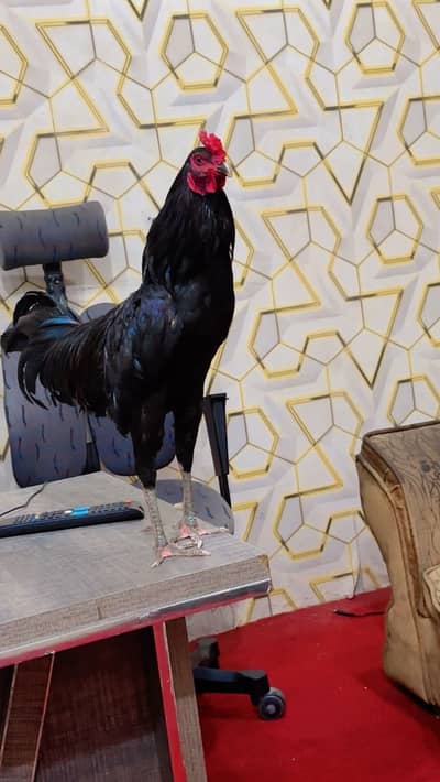 Pure Thai pakoya patha imported breed