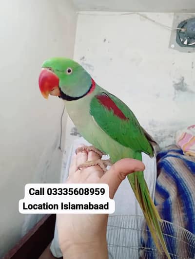 Hand Tamed Full Friendly Kashmiri Raw Male Parrot Jumbo Size