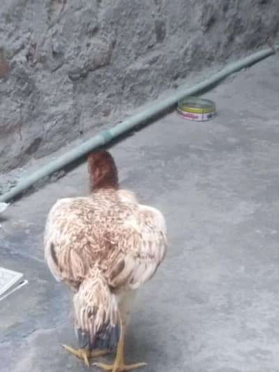 aseel ache chezen hi