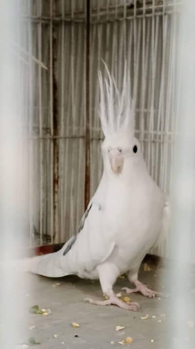 Vpaid butterfly spOtted