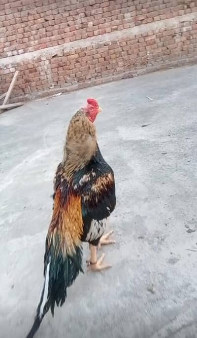 aseel amroha mainwal for sale