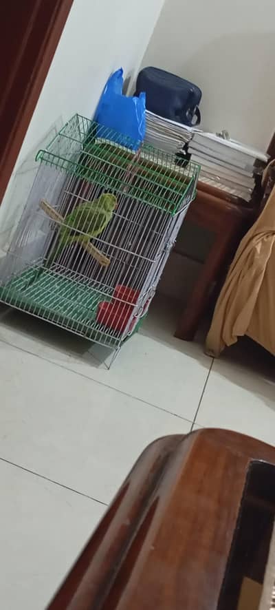 talking parrot