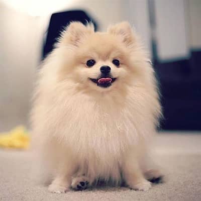 imported Pomeranian male for sale